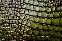 Crocodile texture backgrounds vegetation. 