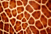 Giraffe skin texture backgrounds honeycomb. 