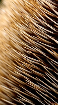 Hedgehog macro photography erinaceidae backgrounds. 