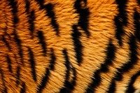 Tiger skin wildlife animal mammal. AI generated Image by rawpixel.