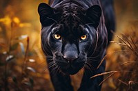 Safari wildlife panther animal. AI generated Image by rawpixel.