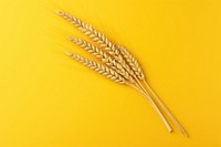 Wheat yellow agriculture triticale. AI generated Image by rawpixel.