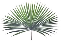 Palm leaf in watercolor backgrounds plant tree. AI generated Image by rawpixel.