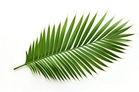 Palm leaf plant tree white background. AI generated Image by rawpixel.