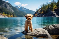 Dog standing on a rock lake landscape mountain. AI generated Image by rawpixel.