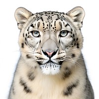 Leopard wildlife panther animal. AI generated Image by rawpixel.