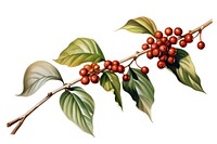 Coffee plant cherry leaf tree. AI generated Image by rawpixel.
