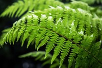 Fern outdoors plant leaf. AI generated Image by rawpixel.