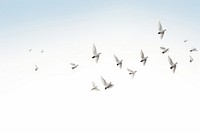 Group of doves flying in the sky backgrounds animal flock. AI generated Image by rawpixel.