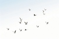 Group of doves flying in the sky animal flock white. AI generated Image by rawpixel.