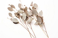 Dried Eucalyptus plant leaf white background. AI generated Image by rawpixel.