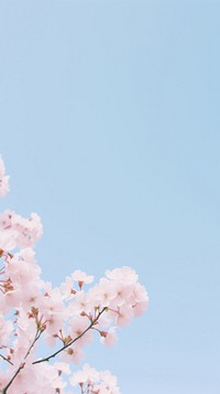 Cherry blossom outdoors flower nature. AI generated Image by rawpixel.