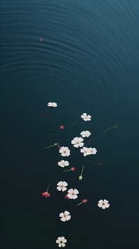Flowers outdoors nature petal. AI generated Image by rawpixel.