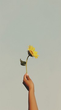 Hand holding a sunflower plant petal asteraceae. 