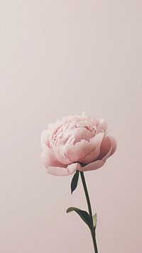 Peony flower petal plant. AI generated Image by rawpixel.