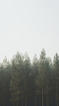 Pine forest outdoors woodland nature. AI generated Image by rawpixel.