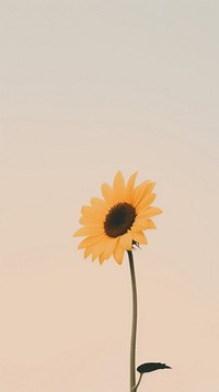 Sunflower petal plant inflorescence. 