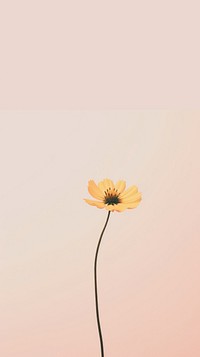 Wildflower outdoors nature petal. AI generated Image by rawpixel.