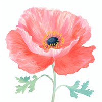 Poppy flower plant white background. AI generated Image by rawpixel.
