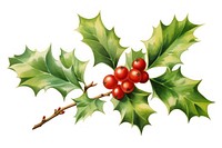 Christmas Holly christmas holly plant. AI generated Image by rawpixel.