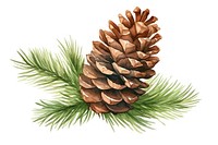 Christmas Sequoia cone christmas plant pine. AI generated Image by rawpixel.