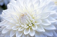 White dahlia flower plant inflorescence backgrounds. AI generated Image by rawpixel.