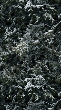 Real snow forest camouflage pattern backgrounds outdoors woodland. AI generated Image by rawpixel.