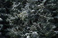 Real snow forest camouflage pattern backgrounds outdoors nature. AI generated Image by rawpixel.
