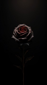 Black rose flower plant black background. AI generated Image by rawpixel.