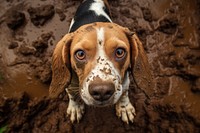 Beagle with mud looking up at camera animal mammal hound. AI generated Image by rawpixel.