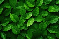 Minimal green background backgrounds outdoors nature. AI generated Image by rawpixel.