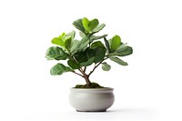 Bonsai leaf plant tree. AI generated Image by rawpixel.