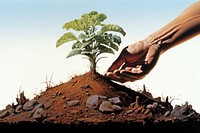 A hand holding a single little plant growing out of a mound of soil on an isolated white background gardening planting outdoors. AI generated Image by rawpixel.