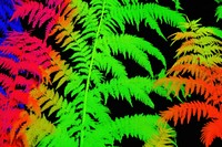 Fern backgrounds green plant. AI generated Image by rawpixel.