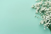 The delicate gypsophila flowers against the pastel green background backgrounds outdoors blossom. AI generated Image by rawpixel.