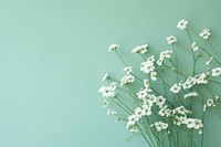 The delicate gypsophila flowers against the pastel green background backgrounds blossom nature. AI generated Image by rawpixel.