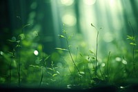 A blurry green background nature backgrounds sunlight. AI generated Image by rawpixel.
