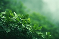 A blurry green background nature backgrounds outdoors. AI generated Image by rawpixel.