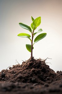 A little plant growing out of a soil nature leaf agriculture. AI generated Image by rawpixel.