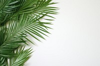A green and white palm leaves border plant leaf tree. AI generated Image by rawpixel.