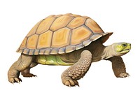 Big old giant mossy turtle reptile animal white background. AI generated Image by rawpixel.