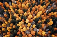 Autumnal woods drone view backgrounds outdoors woodland. AI generated Image by rawpixel.