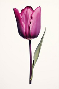 A tulip blossom flower nature. AI generated Image by rawpixel.