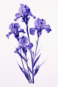 Iris flowers iris nature purple. AI generated Image by rawpixel.