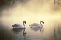 Couple of swan with pale lake outdoors morning animal. AI generated Image by rawpixel.