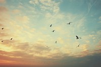 A flock of seagulls flying through a blue sky sutset outdoors nature cloud. AI generated Image by rawpixel.