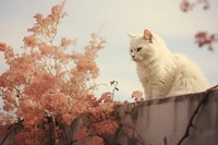 A white cat sitting on top of concrete fence animal mammal kitten. AI generated Image by rawpixel.
