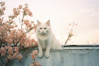 A white cat sitting on top of concrete fence blossom mammal animal. AI generated Image by rawpixel.
