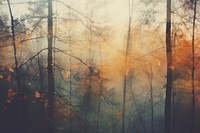 Autumn forests backgrounds outdoors woodland. AI generated Image by rawpixel.