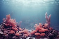Coral reef underwater outdoors nature. AI generated Image by rawpixel.